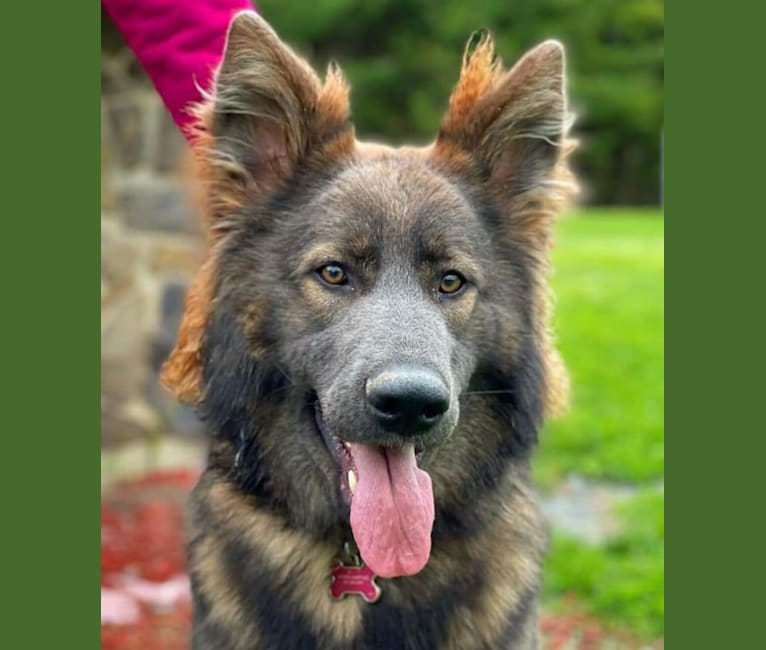 Infinite Horizon Fenris Fangs, a German Shepherd Dog tested with EmbarkVet.com