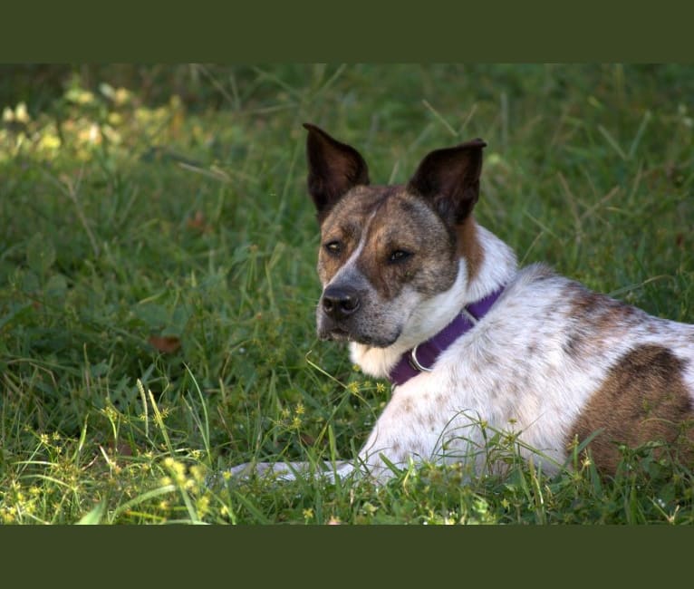 Peanut, a Chow Chow and Rottweiler mix tested with EmbarkVet.com