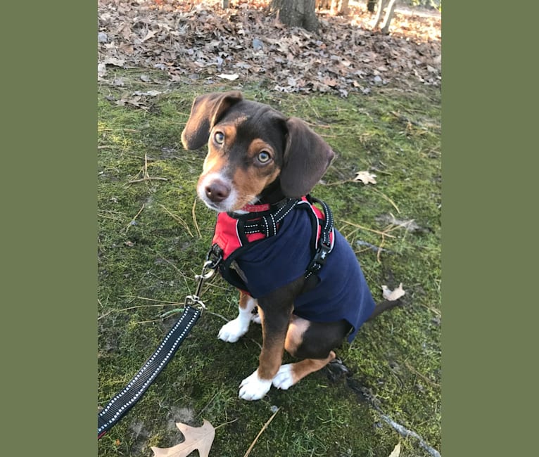 Beowulf, a Miniature Pinscher and Beagle mix tested with EmbarkVet.com