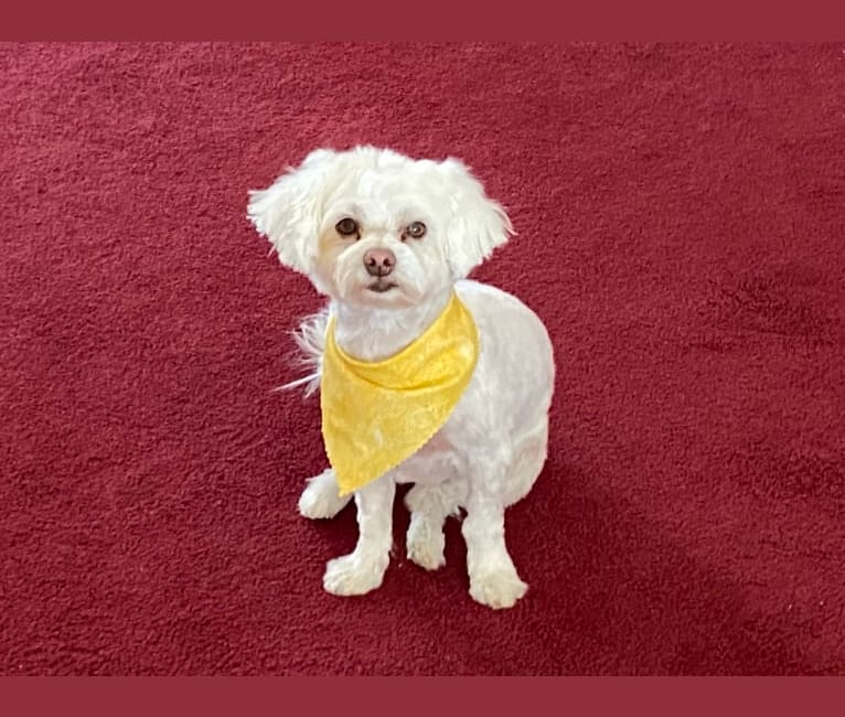 Buddy, a Maltese and Chihuahua mix tested with EmbarkVet.com