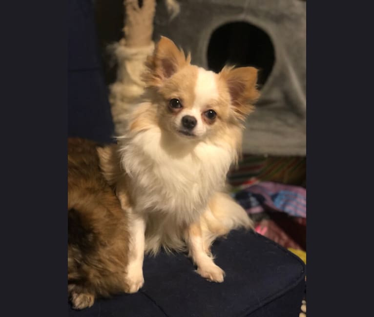 EL, a Chihuahua tested with EmbarkVet.com