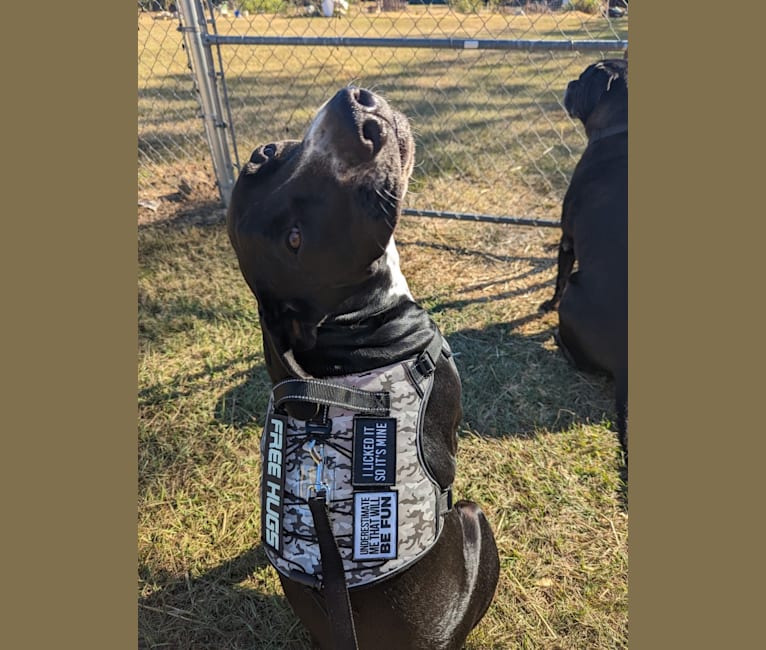 Photo of Diesel, an American Pit Bull Terrier, Brittany, German Wirehaired Pointer, and Mixed mix in Georgia, USA