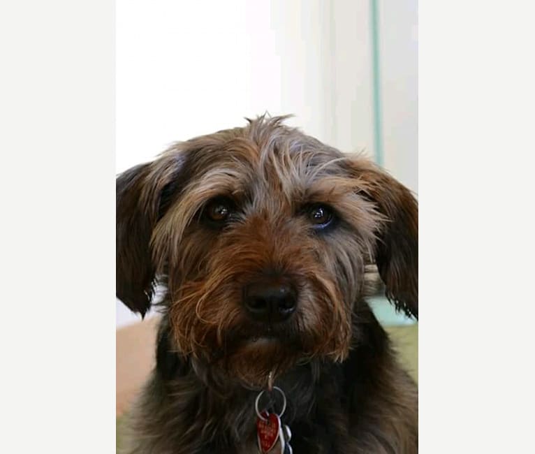 Odin, an American Pit Bull Terrier and Miniature Schnauzer mix tested with EmbarkVet.com
