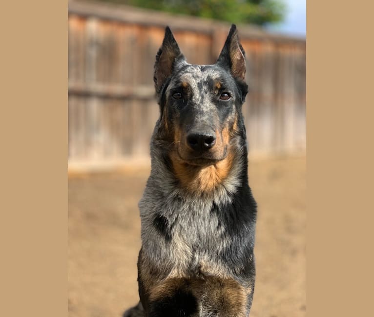 Oshi, a Beauceron tested with EmbarkVet.com