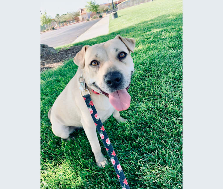 Sky, an American Pit Bull Terrier and American Staffordshire Terrier mix tested with EmbarkVet.com