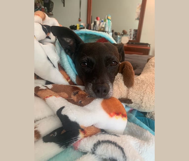 Sophie, a Dachshund and Chihuahua mix tested with EmbarkVet.com