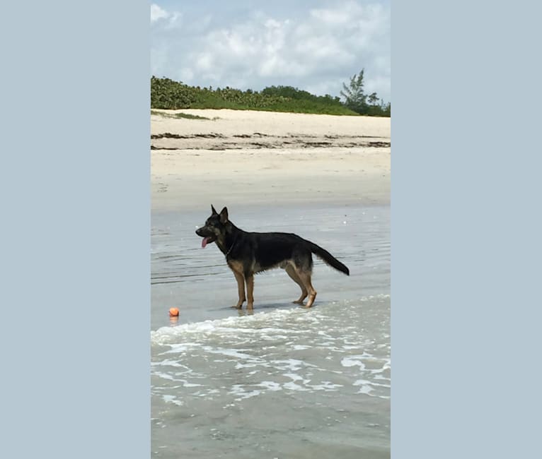 Photo of Reef, a German Shepherd Dog  in Florida, USA