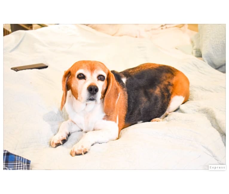 Lilly, a Beagle and Basset Hound mix tested with EmbarkVet.com