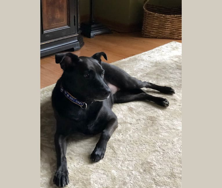 Eevee, a Labrador Retriever and Australian Cattle Dog mix tested with EmbarkVet.com