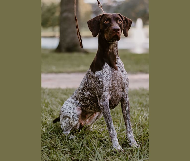 Cadence, a German Shorthaired Pointer tested with EmbarkVet.com