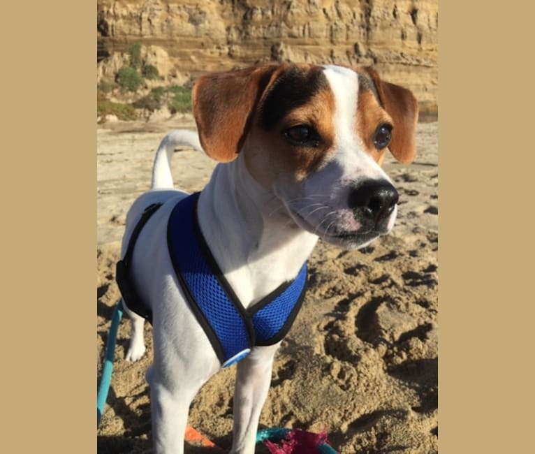 Photo of Apollo, a Danish-Swedish Farmdog  in Topo Valley, California, USA