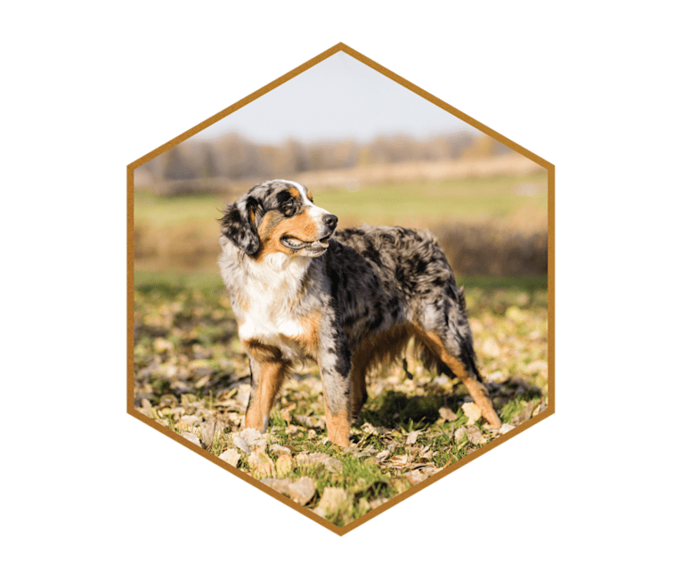 Apollo, a Bernese Mountain Dog and Australian Shepherd mix tested with EmbarkVet.com