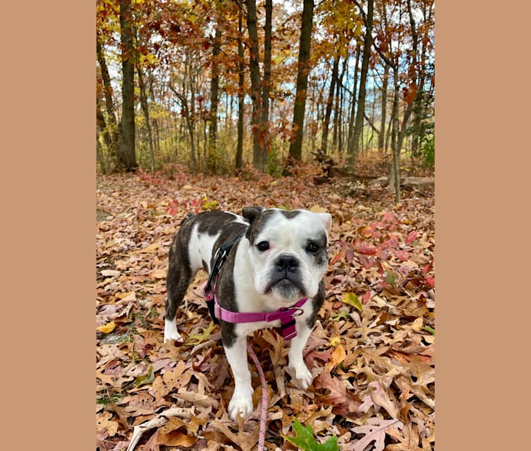 Bella, a Bulldog and Staffordshire Terrier mix tested with EmbarkVet.com
