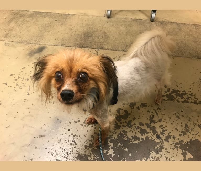 Winnie, a Papillon and American Eskimo Dog mix tested with EmbarkVet.com