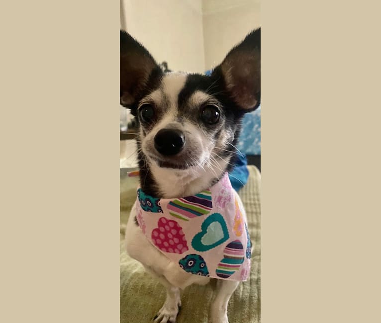 Photo of Romi, a Chihuahua, Miniature Pinscher, and Poodle (Small) mix in San Diego, California, USA