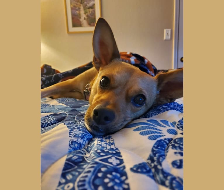 Photo of Callister, an Australian Cattle Dog, Chihuahua, and Pug mix in Georgia, USA