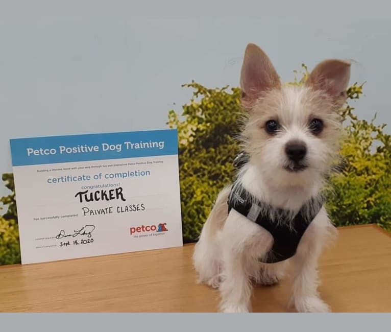 Tucker, a Chihuahua and Maltese mix tested with EmbarkVet.com