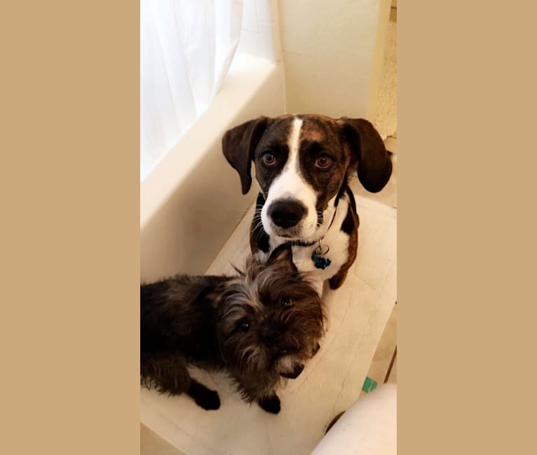 Photo of Bailey, a Beagle, American Bully, and German Shepherd Dog mix in Tijuana, Baja California, Mexico