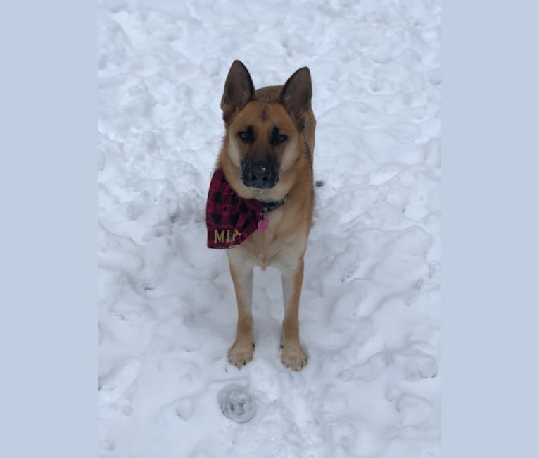 Mila, a German Shepherd Dog tested with EmbarkVet.com