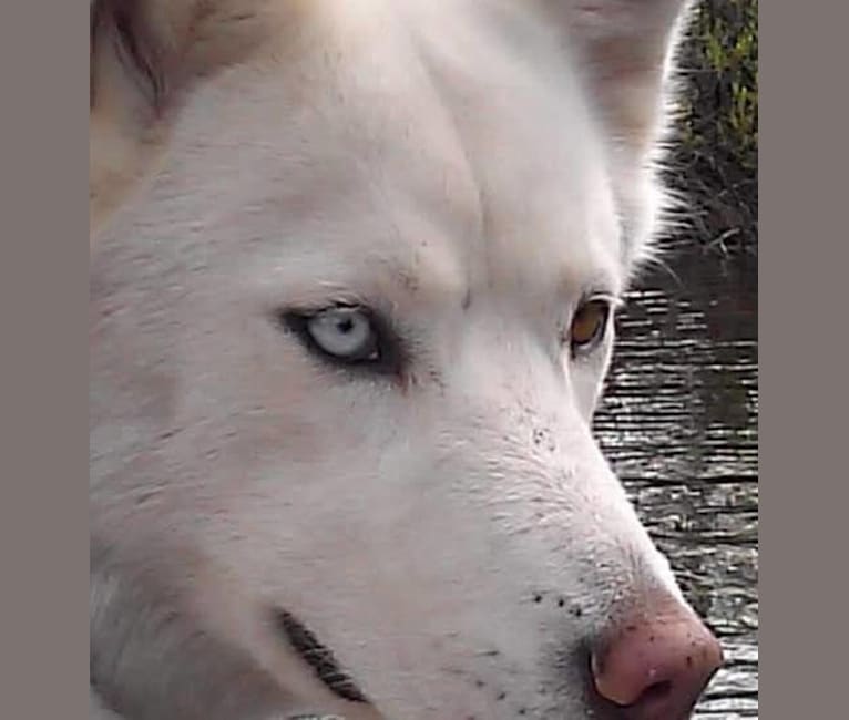 Photo of Meeshka, a Siberian Husky  in California, USA