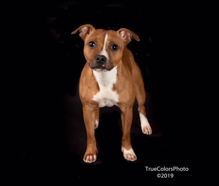 Yankeestaff staffordshire bull terriers store