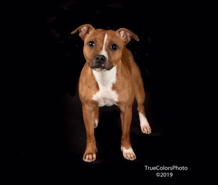 Latte, a Staffordshire Bull Terrier tested with EmbarkVet.com