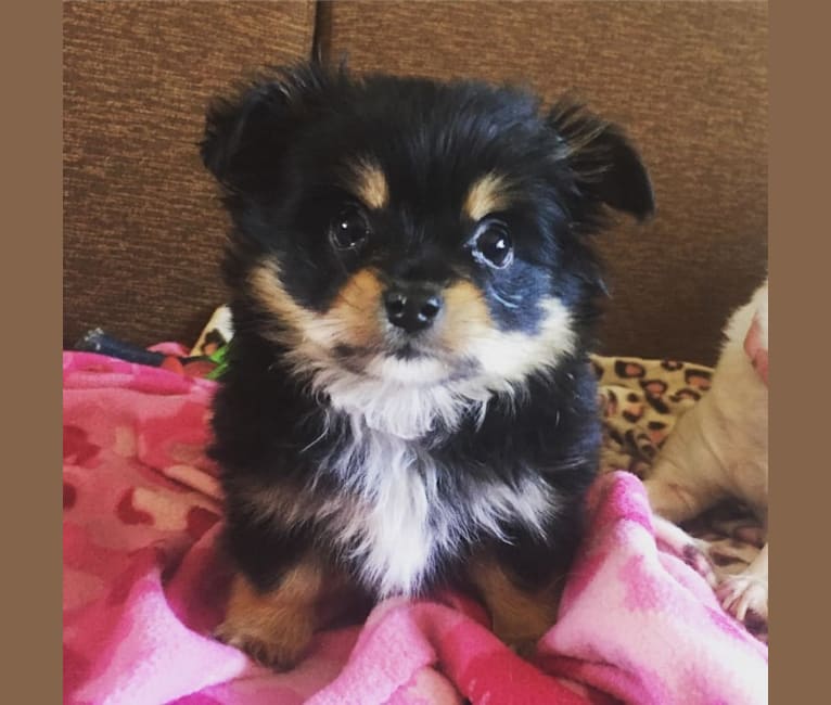 Miniature pinscher pomeranian mix sales