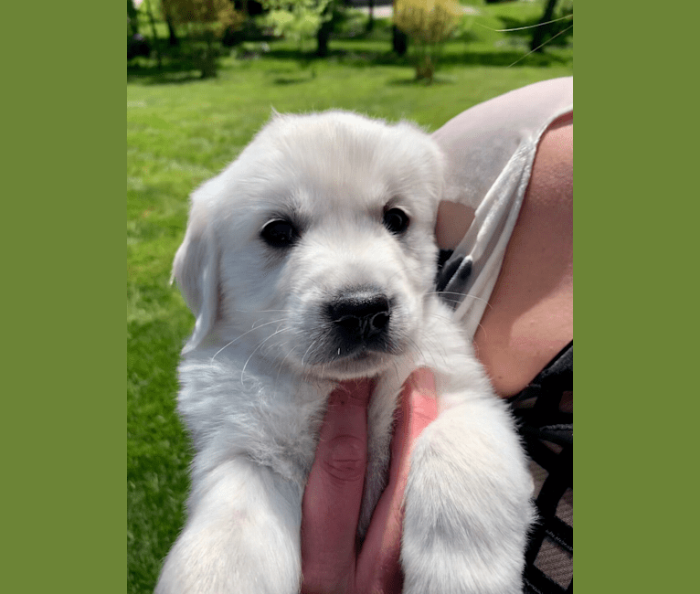 WAHLE GENE DEMENT, a Golden Retriever tested with EmbarkVet.com