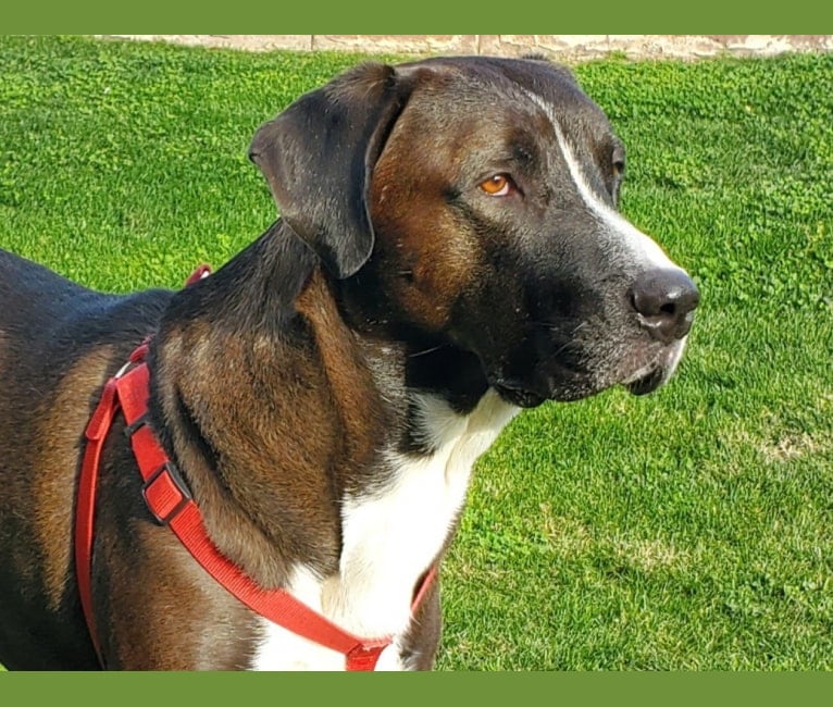 Sherlock, an Anatolian Shepherd Dog and American Pit Bull Terrier mix tested with EmbarkVet.com