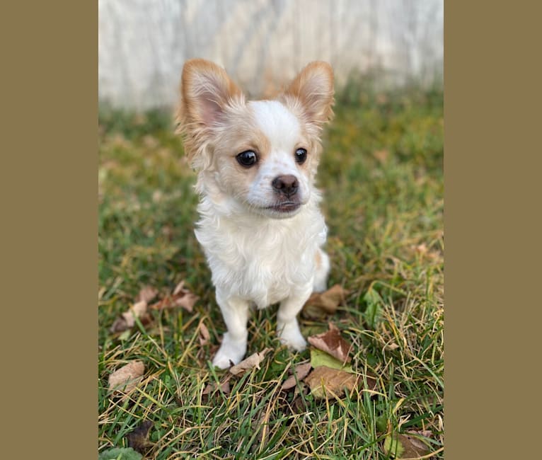 Doobie, a Pomeranian and Havanese mix tested with EmbarkVet.com