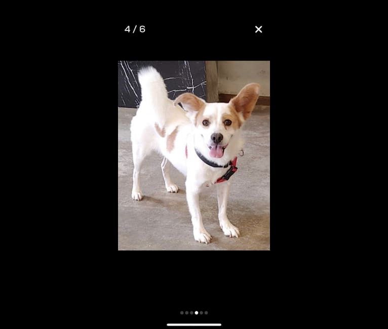 Jasper Chet, a Japanese or Korean Village Dog tested with EmbarkVet.com