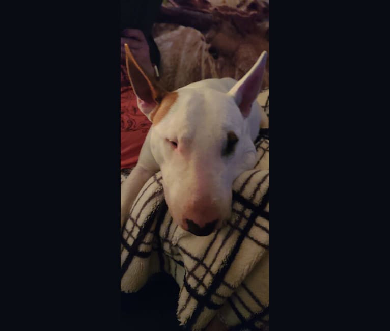 Photo of Turbo, a Miniature Bull Terrier  in Hungary
