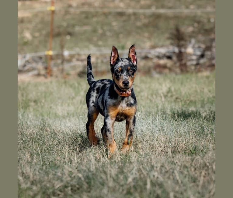 Moulin Vert’s Paxx Romana, a Beauceron tested with EmbarkVet.com