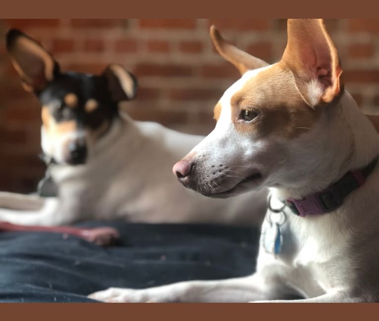 Embark Dog DNA Test Breed