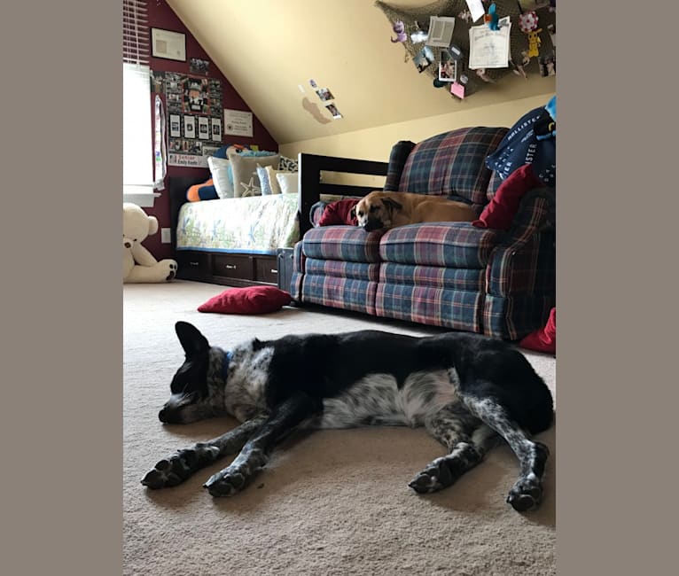 Bandit, a German Shepherd Dog and Border Collie mix tested with EmbarkVet.com