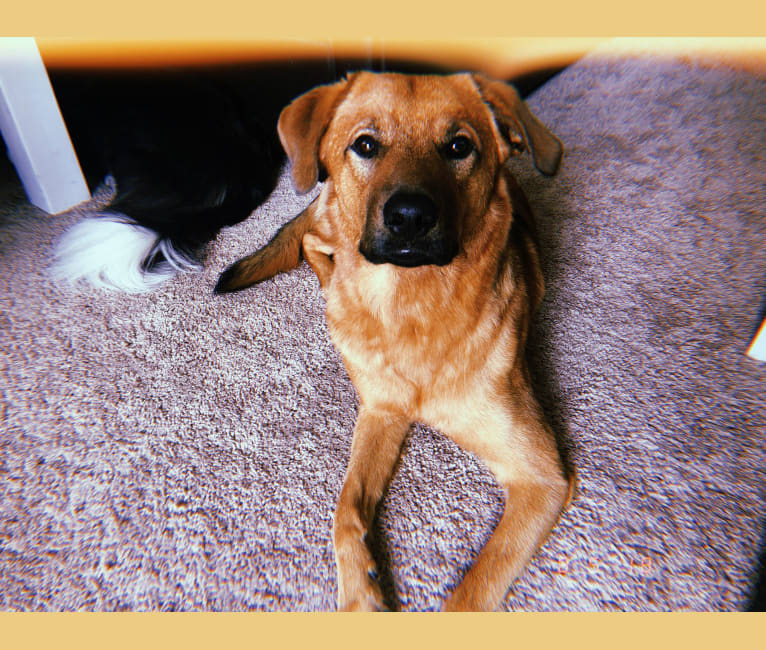 Fenrir, a Chesapeake Bay Retriever and Anatolian Shepherd Dog mix tested with EmbarkVet.com