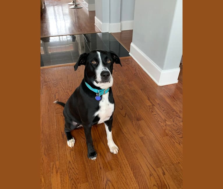 Beau, a Border Collie and American Pit Bull Terrier mix tested with EmbarkVet.com