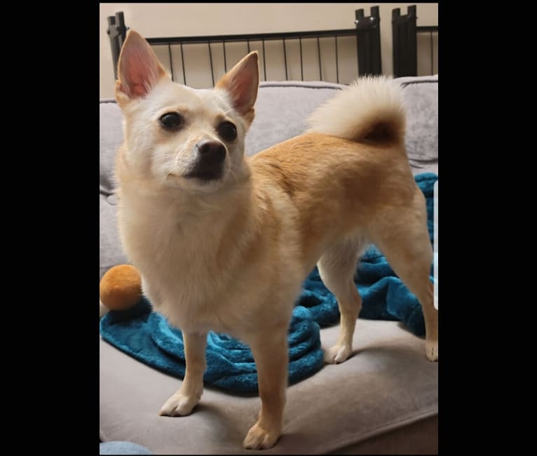 Pikachu, a Pomeranian and American Eskimo Dog mix tested with EmbarkVet.com