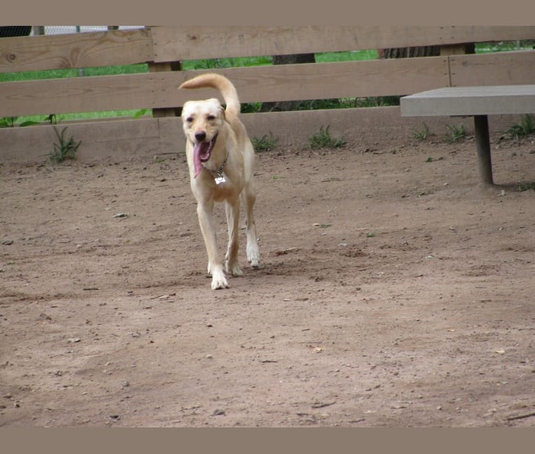 Photo of Tank, a German Shepherd Dog and Labrador Retriever mix in Wyndmoor, Pennsylvania, USA