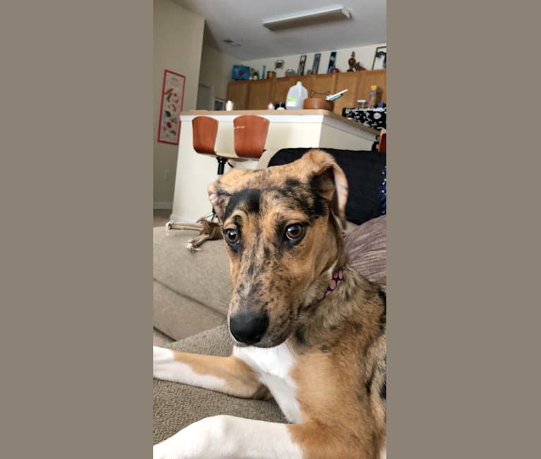 Embark Dog DNA Test - Breed