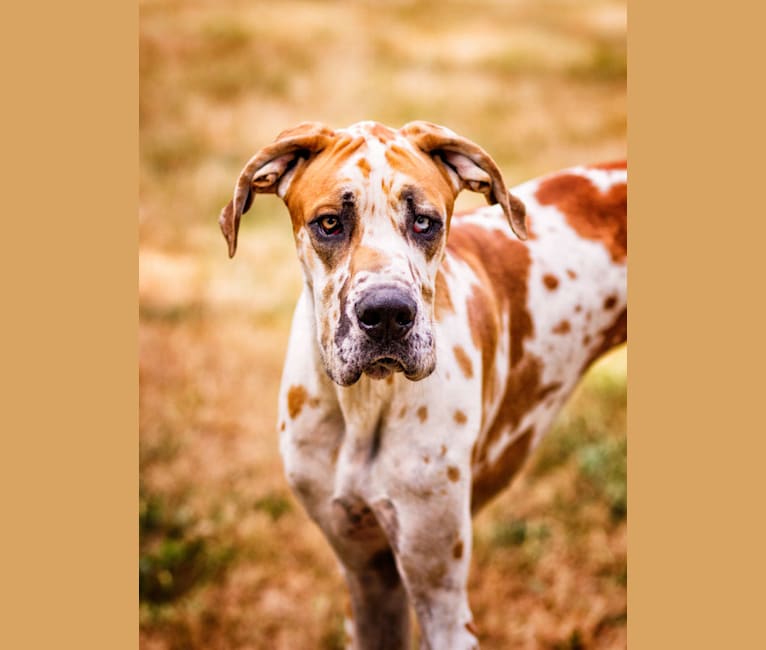Embark Dog DNA Test Breed