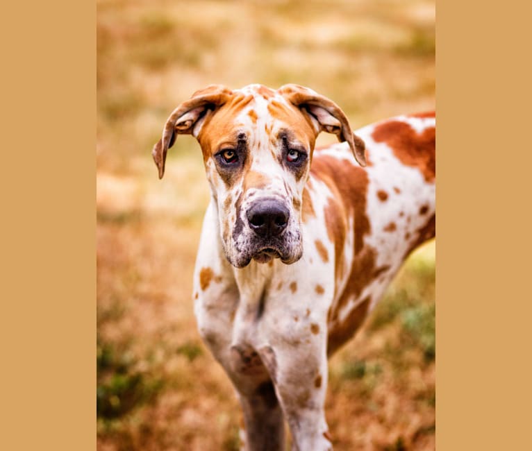 Forrest, a Great Dane tested with EmbarkVet.com