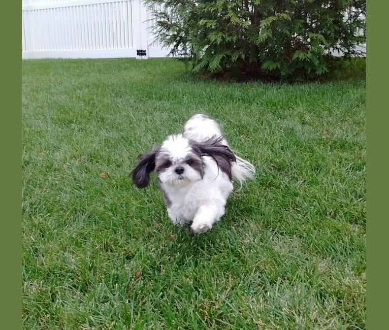Harvey, a Shih Tzu tested with EmbarkVet.com