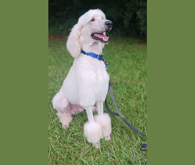 Casper, a Poodle (Standard) tested with EmbarkVet.com