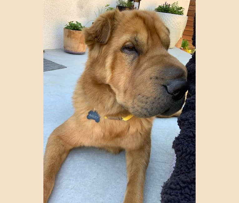 Bailey, a Chinese Shar-Pei and German Shepherd Dog mix tested with EmbarkVet.com