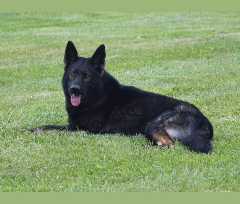 Arek, a German Shepherd Dog tested with EmbarkVet.com