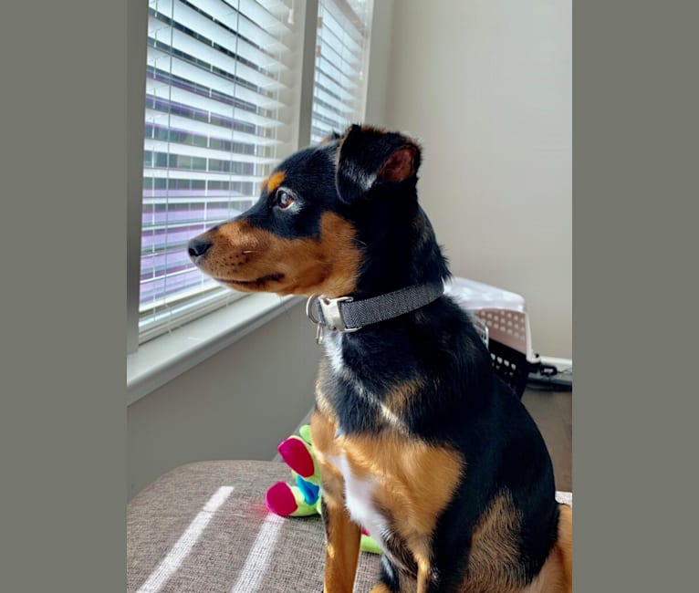 Border collie miniature pinscher mix 2025
