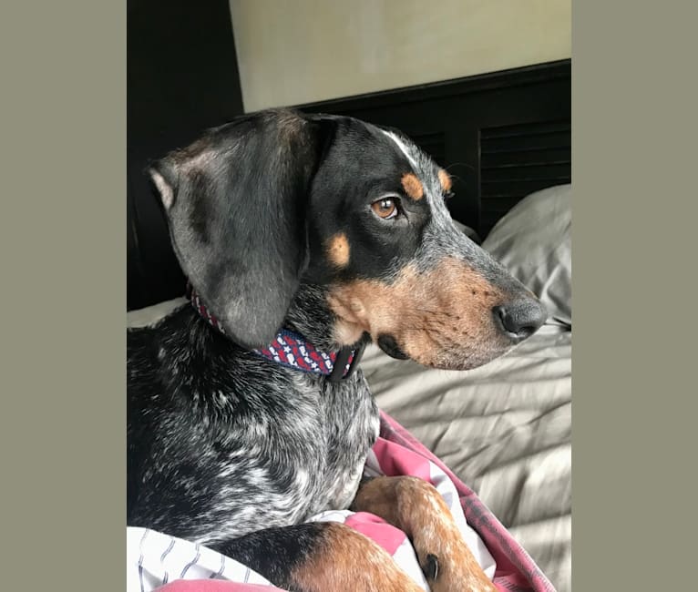 Odin, a Bluetick Coonhound tested with EmbarkVet.com