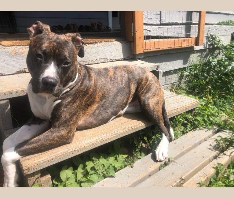 american bully cane corso mix