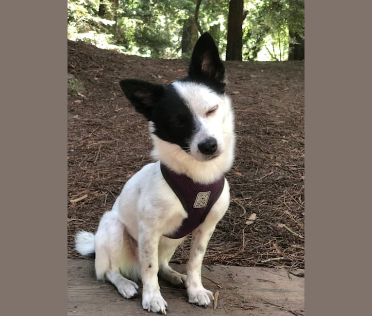 Jak, a Japanese or Korean Village Dog tested with EmbarkVet.com